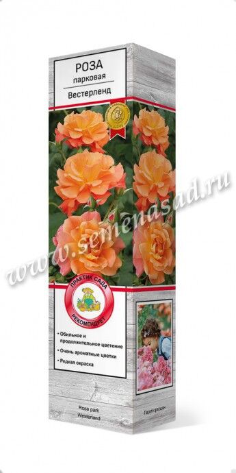 Роза парковая Вестерленд (оранжевый) - Розы парковые - Декоративные, хвойные кустарники - Посадочный материал, лук-севок, картофель - Каталог - садовод48.рф